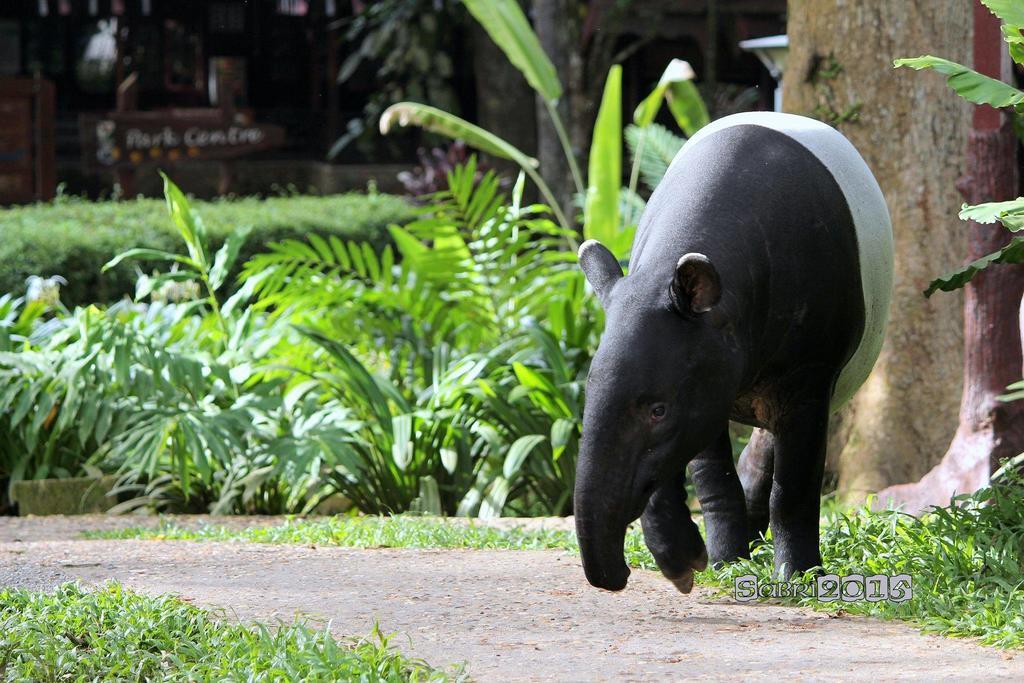 Mutiara Taman Negara Kuala Tahan Exterior foto