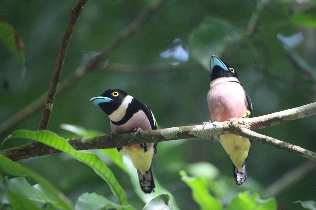Mutiara Taman Negara Kuala Tahan Exterior foto
